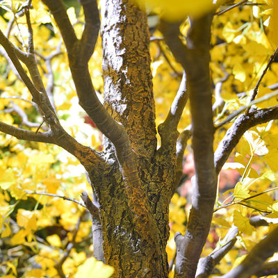 Evergreen Artificial Ginkgo Tree Natural Color Outdoor Anti UV Plants