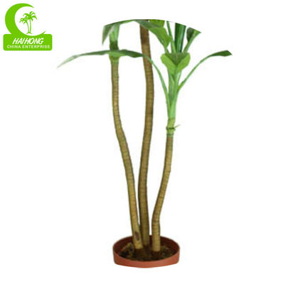 Cornstalk Cracaena High Quality Artificial Dracaena With Real Touch Leaves For Hot Sale
