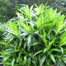 High Simulation Artificial Tropical Plant Dracaena Reflexa Tree 120cm Height