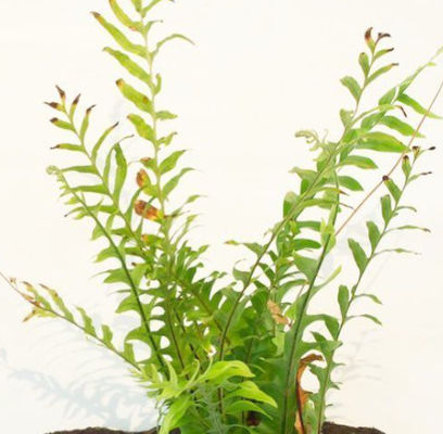 Fire Proof 150cm Height Artificial Drynaria Tree Real Wooden Trunk