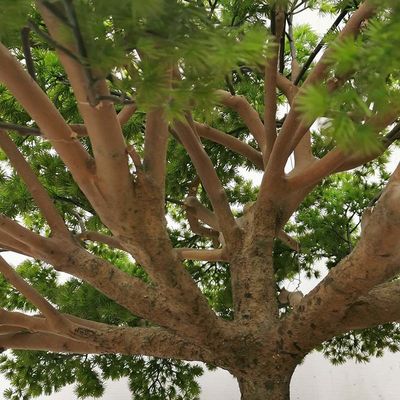 Anti UV Vertical Greening Artificial Simulated Plant Decor Suspended Space Pendant