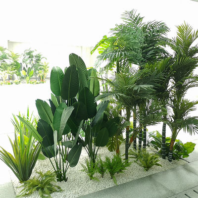 Green Potted Indoor Travelers Palm Corner Landscape Leisure Place Ornaments
